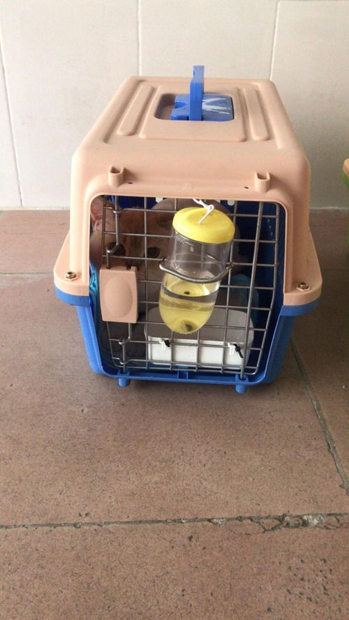 圖 仁和空運(yùn)汽運(yùn)火車(chē)專車(chē)安全保障 攀枝花寵物服務(wù) 攀枝花列表網(wǎng)